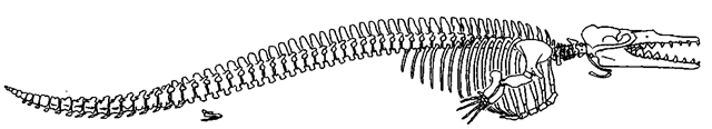 Skeleton of Dorudon atrox, lateral view. 