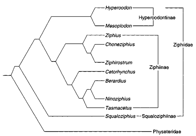 Cladogram of Ziphiidae (after de Muizon, 1991). Indopacetus is included in Mesoplodon.  