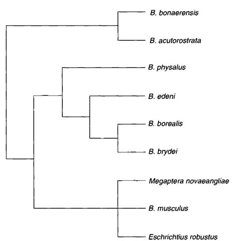 Phylogenetic relationships among the species of the genera Balaenoptera, Megaptera. and Eschrichtius based on several DNA sequencing studies. 