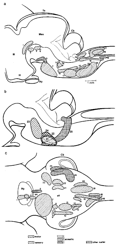 Brain stem of fetal narwhal (Monodon monoceros) with major nuclei (from Holzmann, 1991, modified). The physiological quality of the nuclei is indicated by different textures, (a) Mediosagittal Wiped, (b) detail of (a) with auditory nuclei, and (c) synopsis of all nuclei in basal aspect. Mes, mesencephalon; 1, elliptic nucleus; 2, interstitial nucletis; 3, nucleus of oculomotor nerve; 4, nucleus of trochlear nerve; 5, interpeduncular nucleus; 6, nucleus of abducens nerve; 7, pontine nuclei; 8, motor nucleus of trigeminal; 9, principal nucleus of trigeminal; 10, spinal nucleus of trigeminal; 11, nucleus nervi facialis; 12, nucleus ambiguus; 13, nuclei of solitary tract, 14, dorsal nucleus of vagus; 15, nucleus of hypoglossal nerve; 16, spinal nucleus of accessory nerve; 17, cuneate nucleus; 18, gracile nucletis; 19, medial accessory inferior olivary nucleus; 20, principal and dorsal accessory inferior olivary nuclei; 21, nuclei of trapezoid body; 22, superior olivary complex, 23, nuclei of lateral lemniscus; 24, ventral cochlear nucleus; 25, pontobulbar nucleus. Scale: 1 mm. 