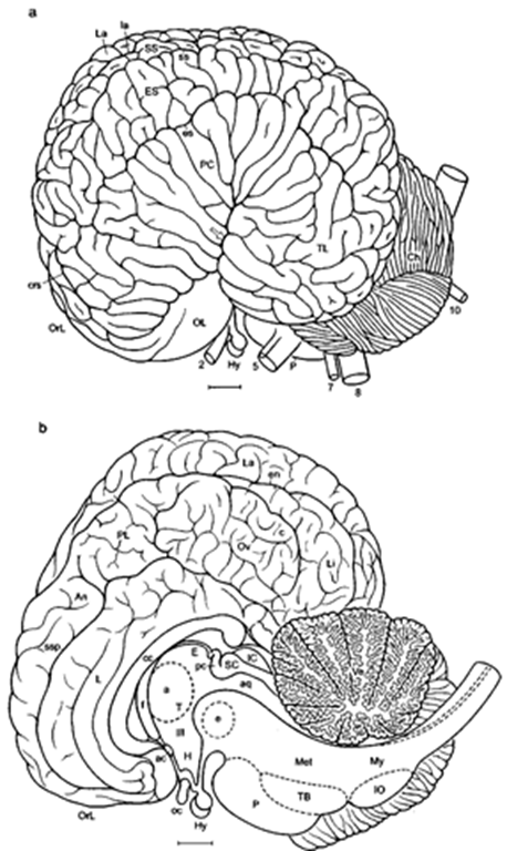 Bottlenose dolphin brain in basal aspect. Arrow pointing into sylvian cleft, ot, optic tract; OT, olfactory tubercle; TL, temporal lobe; U, uncus; VP, ventral paraflocculus; 2-12, cranial nerves; 3, oculomotor nerve; 4, trochlear nerve; 6, abducens nerve; 9, glossopharijngeus nerve; 11, accessory nerve; 12, hypoglossals nerve. Scale: 1 cm. After Langworthy (1932), modified after Pilleri and Gihr (1970) and Morgane and Jacobs (1972). 