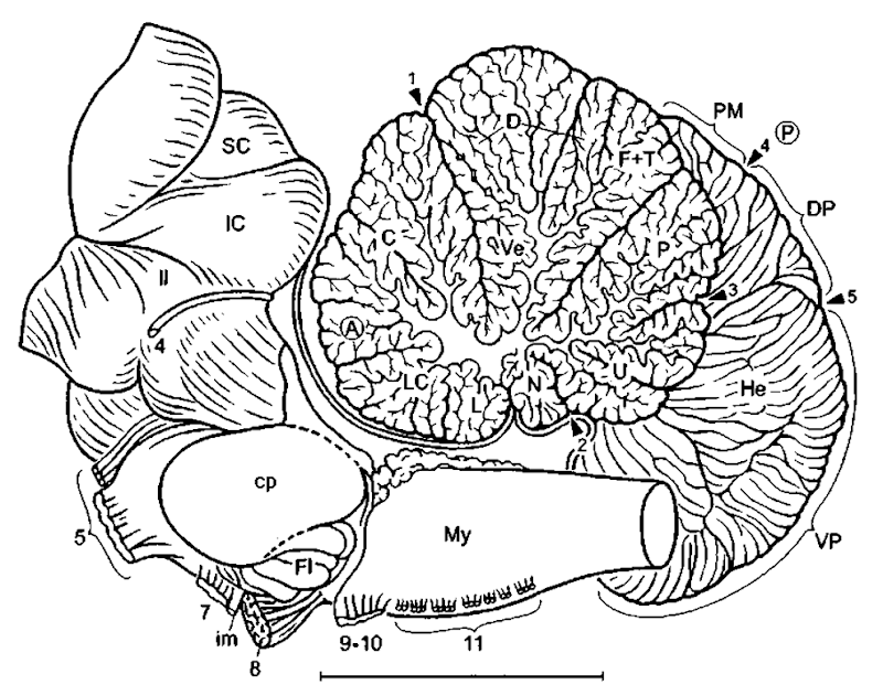  Brain stem of the fin ivhale (mediosagittal aspect): 1, primary fissure; 2, posterolateral fissure; 3, secondary fissure; 4, parafloccular fissure; 5, intra-parafloccular fissure; (A), anterior lobe of cerebellum; C, admen, D, declive; DP, dorsal paraflocculus; Fl, flocctdus; F+T, folium and tuber; He, cerebellar hemisphere; L, lingula; LC, lobus centralis; 11, lateral lemniscus; N, nodulus; (P), posterior lobe of cerebellum; P, pyramis; PM, paramedian lobule; U, uvtda. Modified after Jansen (1953). Scale: 1 cm. 