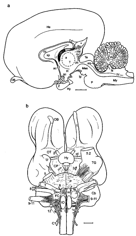 Sea cow (dugong) brain: (a) mediosagittal aspect and (b) basal aspect. After Dexler (1913), modified. Asterisk, dorsal evagination of diencephalic roof; circle, choroid plexus and interventricular foramen; FC, facial tubercle; Ip, interpe-duncular nucleus; L, lingula; OB, olfactory bulb; TG, trigeminal ganglion; 5.2, maxillary branch of trigeminal nerve. Scale: 1 cm. 