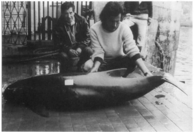 Side view of a Burmeister's porpoise caught in Peruvian waters. 