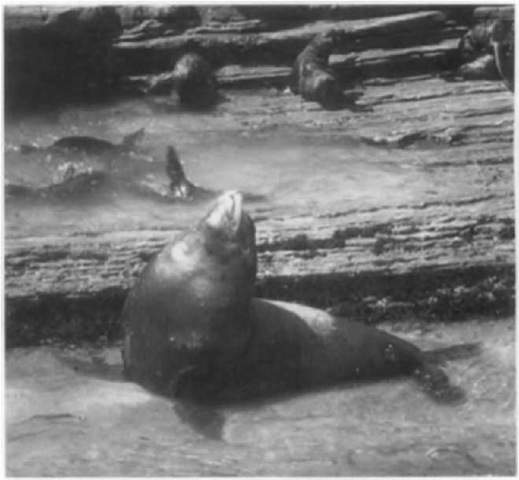 An adult male California sea lion on his territory. The broad neck and chest are indicative of an adult male; the fat deposits they contain will sustain him tvhile fasting for the duration of his tenure. Note the pups playing in protected shallow waters. 