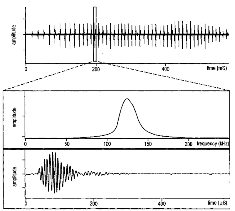 A "train" of high-frequency Hector's dolphin clicks, with a "zoomed" section showing the waveform and spectrum shown for an example click. 