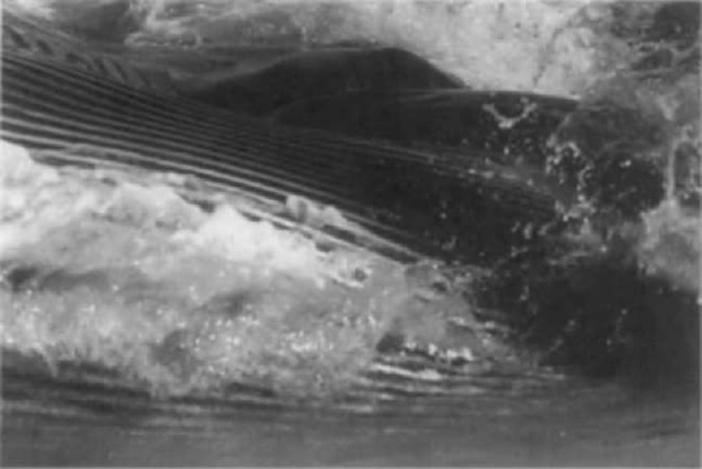 A lunge-feeding fin whale (Balaenoptera physalus) with throat grooves expanded to allow water into the buccal cavity. Note the animal's eye (top, center). 