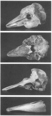 Dorsal, ventral, and lateral views of the cranium, and a lateral view of the mandible, of a Dall's porpoise from central California