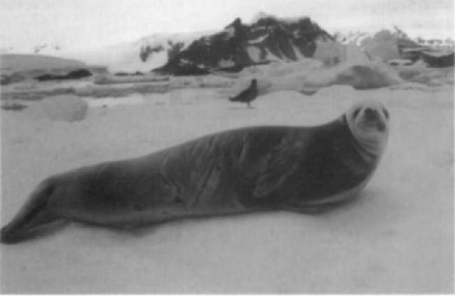 Most crabeater seals possess long, raking scars on their torsos resulting from attacks in their first year of life by leopard seals. 