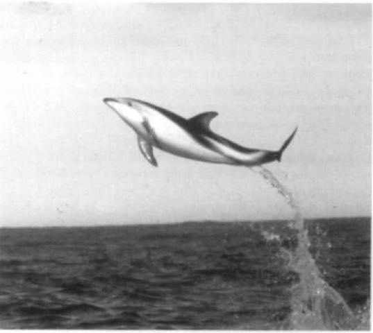 A high leap of a dusky dolphin. 