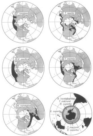 Northern and Southern Hemisphere maps showing dispersion of important krill species. Redrawn from Mauchline and Fischer (1969). 