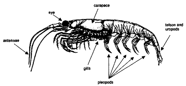 General krill body plan. 