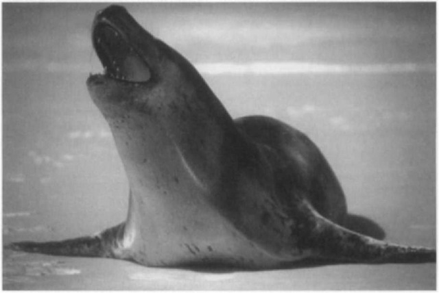 Leopard seal in threatening posture. 