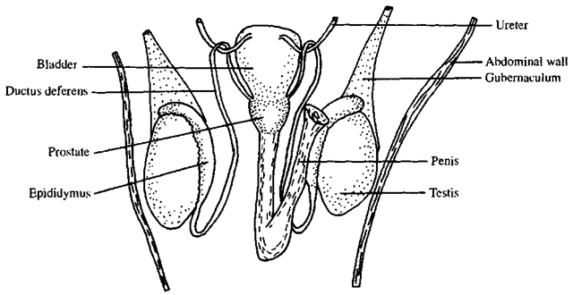 Male reproductice tract of an otarid in ventral view (top is anterior). 