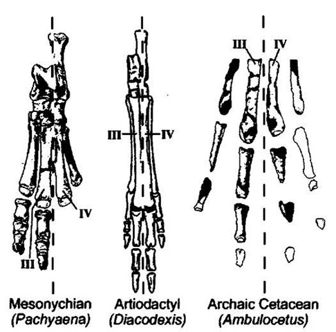 Feet of a mesonychian, a fossil artiodactyl, and a fossil cetacean all shown as if looking down on the top surface of the foot. All exhibit a paraxonic foot, i.e., one in which the weight of the body passes along an imaginary line (dotted) between digits three and four and in which the foot is largely symmetrical. 
