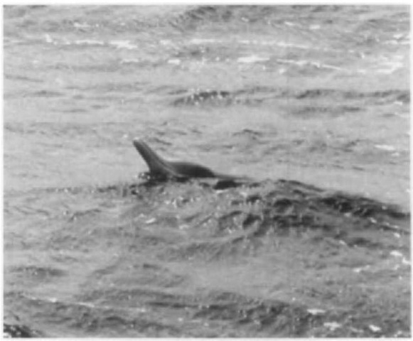 Gray's beaked whale is unusual among the Mesoplodon species in having a long beak like a dolphin.