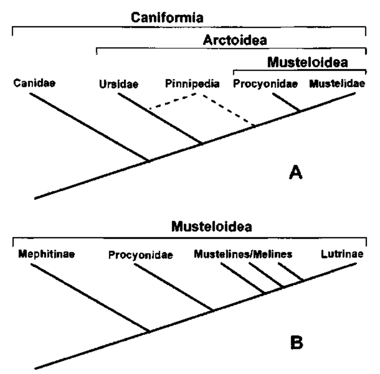 Cladograms depicting the relationship of mustelids to other extant members of the carnivoran suborder Caniformia (A) and one hypothesis of phylogenetic relationships among musteloids based on molecular data where skunks (Mephitinae) are not part of a monophyletic Mustelidae. Dotted lines (A) show alternative hypotheses for pinniped relationships, and the musteline/meline designation (B) is used to indicate the para-phyletic nature of these subfamilies.  