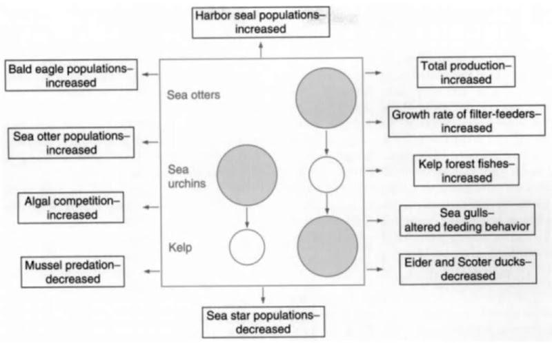  A schematic of trophic cascades in kelp forest systems with and without sea otters (central box). Known or suspected indirect effects of these interactions are represented at the peripheries