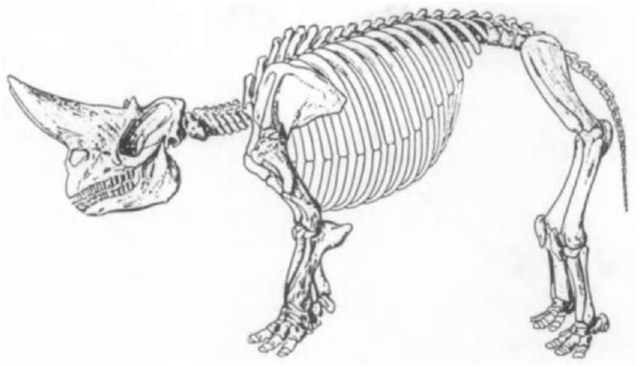 Skeleton of the embrithopod Arsinoitherium, Fayum, Egypt. Length: 3.50 tn.