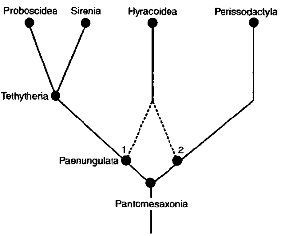 Interrelationships of pantomesaxonians. If Hyracoidea is related to Perissodactyla (hypothesis 2) and not to Tethytheria (hypothesis 1), the Paenungulata (Proboscidea, Sirenia, and Hyracoidea) becomes paraphyletie. 