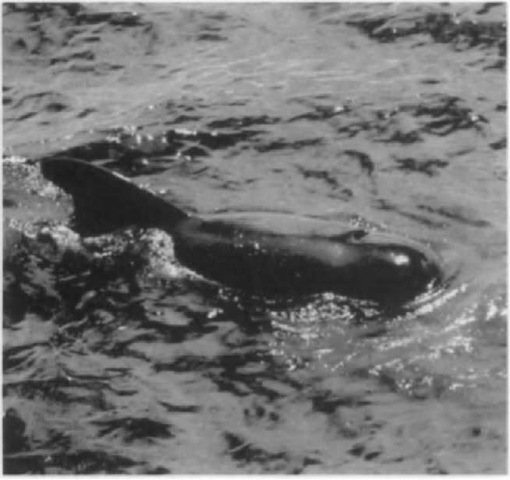 Long-fumed and short-finned pilot whales exhibit similar external morphology, including a large, bulbous melon and a broad-based dorsal fin.