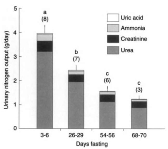 Changes in daily urinary nitrogen excretion in fasting elephant seal pups. Letters denote significant differences between periods (P < 0.05). Samples sizes are in parentheses. From Adams and Costa, J. Comp. Physiol. B 165, Water conservation and protein catabolism in northern elephant seal pups during the post weaning fast.