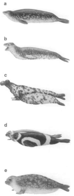 Examples of phocid pelage patterns: (a) Weddell seal, Leptonychotes weddellii; (b) leopard seal, Hydrurga lep-tonyx; (c) hooded seal, Cystophora cristata, male in back; (d) ribbon seal, Histriophoca fasciata; and (e) ringed seal, Pusa hispida. 