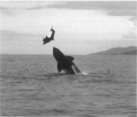 Killer whale attacking a Dall's porpoise.