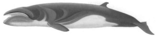 Baleen tvhales include some of the la rger whale species. The smallest baleen whale is the pygmy right whale (Caperea marginata) which achieves a maximum length not exceeding 6.5 m. Skeletal differences are especially distinctive and warrant the recognition of this species as the sole member of the Neobalaenidae, separate from other baleen whales.