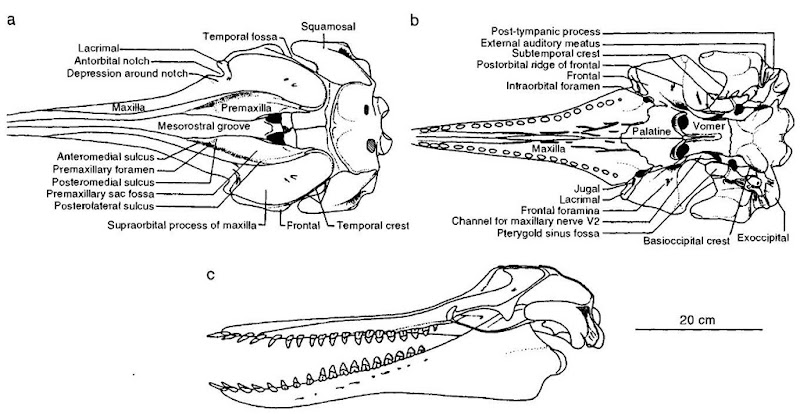 Reconstruction of the skull of Waipatia maerewhenua (late Oligocene, New Zealand): (a) dorsal (b) ventral, (c) lateral views.