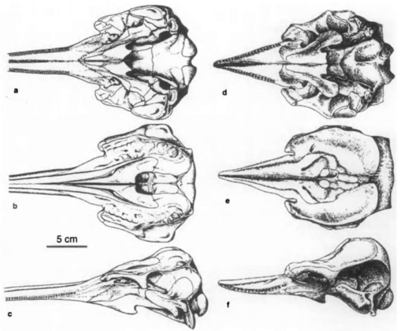 Skulls of Pontoporiidae: Pliopontos littoralis (early Pliocene, Peru) reconstruction of the skull in ventral (a), dorsal (b), and lateral (c) views (from Muizon, 1984); and Brachydelphys mazeasi (middle Miocene, Peru) reconstruction of the skull in ventral (d), dorsal (e), and lateral (f) views.