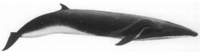 Smaller than blue or fin whales and larger than minke whales, sei whales (Balaenoptera borealis) can be distinguished by a relatively larger dorsal fin and by only one distinct ridge extending the length of the head. Sei whales occur in all oceans. 