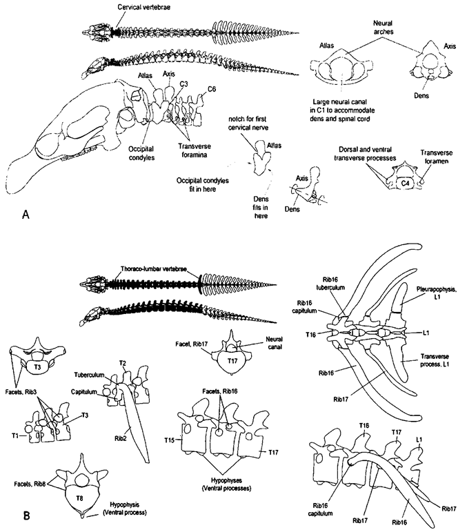 (A) Cervical vertebrae. At the tap of this illustration, these vertebrae are filled in on the dorsal and lateral views of the manatee skeleton. The first and second cervical vertebrae are uniquely named the atlas and the axis, respectively. Cervical vertebrae may have transverse foramina, which perforate the bases of the transverse processes. Typical skull motions on the atlas are tip and down and side to side. The axis has an elongated centrum, the dens, that extends into the large neural canal of the atlas. The shape of the dens restricts motions between the first two vertebrae to "twists" or rotations parallel to the long axis of the body. (B) Thoraco-lumbar vertebrae. Thoracic vertebrae support the ribs, which anchor the diaphragm muscles. Some ribs are double headed and articulate with their respective, vertebrae via capitula and tubercula. (continues) 