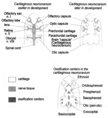 Schematic illustration of ventral views of the developing vertebrate skidl (modified after Kent and Miller, 1997). The basic plan of encapsulation of the senses and brain is illustrated in the top two drawings. The lower drawing illustrates the ossification centers that will eventually become the replacement bones of the cranium.