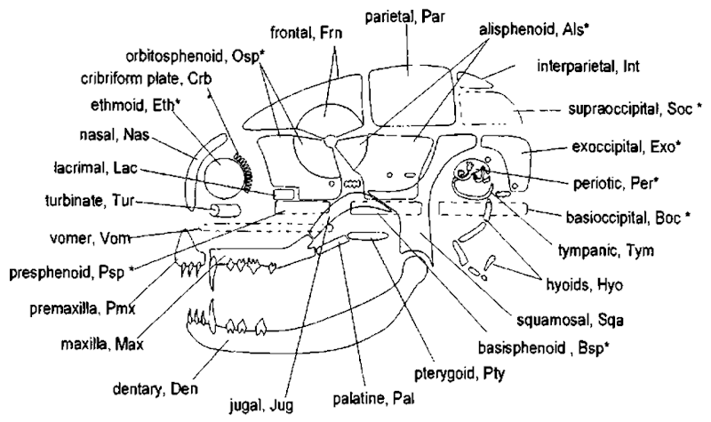 Left lateral schematic of the mammalian skull illustrating relative bone positions. Most skull bones are bilaterally paired—the unpaired skull bones are positioned along the midline and are dotted in this illustration. This schematic approach has been used for more than 100 years and provides a framework in which to compare a wide variety of mammalian skulls (modified after Flower, 1885; Kent and Miller, 1997; Evans, 1993). Recall that the nose, eyes, and ears are encapsidated early in development; these three sensory areas are represented by circular regions in the schematic. Endochondral bones (first laid down as cartilage) are marked with an asterisk. 
