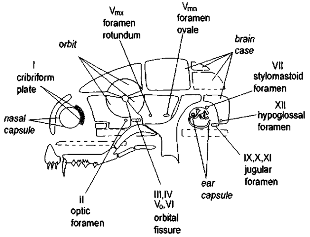 Openings, or foramina, of the skull. Foramina can be used to establish homologies of the same bones in different species; each foramen (or foramina) associated with 1 or more of the 12 cranial nerves (labeled I through XII) has a name that is used (fairly) consistently by vertebrate morphologists. Thus the cribriform plate, found at the anterior margin of the brain-case, is associated with the olfactonj nerves (this will be referred to parenthetically as I—olfactory n.) in all of the species that have a sense of stnell [even odontocetes, which do not have olfactory nerves as adults, have these perforations (Rommel, 1990)]. The second cranial nerve, associated with the optic nerve, passes through the optic foramen and usually perforates the orbitosphenoid bone (II—optic n.). The orbital fissure is usually at the orbitosphenoid bone-alisphenoid bone suture (also anterior lacerate foramen; III—oculomotor n., IV— trochlear n., Vq—ophthalmic branch of trigeminal n., VI—ab-ducens n.). The foramen rotundum (Vmx—maxillary branch of the trigeminal n.) and the foramen ovale (Vmn—mandibular branch of the trigeminal n.) perforate the alisphenoid bone. The stylomastoid foramen is located at the tympanic bone-basioc-cipital bone suture (VII—facial n.). (Nerve VIII—vestibulocochlear n. is not shown; it perforates the periotic bone through its internal auditory meatus.) The jugular foramen (also posterior lacerate foramen) is at the exoccipital bone-basioccipital bone suture (IX—glossopharyngeal n., X—vagus n., XI—accessory n.). The hypoglossal foramen usually perforates the exoccipital (XII—hypoglossal ». ). An additional cranial nerve (O— terminal n.) was discovered after the numbering system was developed. This nerve is found rostral to the olfactory nerve of the species illustrated; it has been described only in odontocetes and is not illustrated here. 