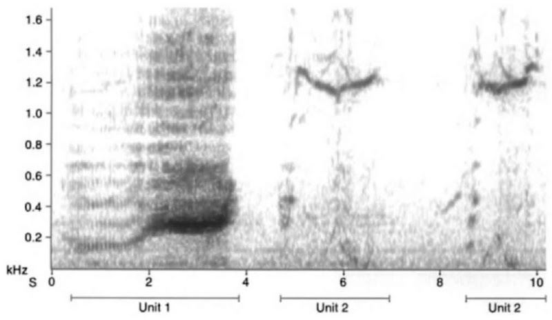 Spectrogram of part of a humpback whale (Megaptera novaeangliae) song. The first sound is shown as a broad, fuzzy structure, typical of amplitude modulated sounds. The second sound, the "V"-shaped structure, is a frequency modulated sound. 