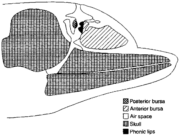 Diagram of sound production structures in the head of a dolphin. 