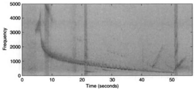 The long downward trill and rapid upsweep of a bearded seal from Alaska is shown in this spectrogram.