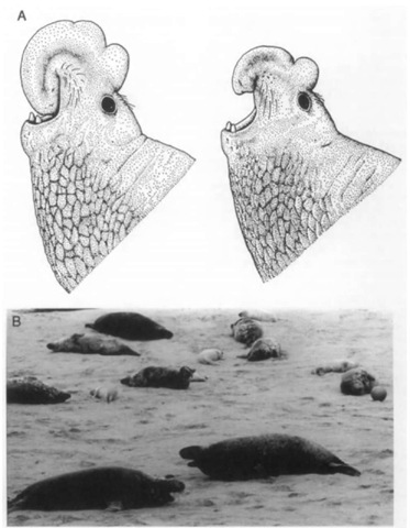 General appearance and special structures are important aspects of displays between territorial marine mammals: (A) profiles of adult male northern (left) and southern (right) elephant seals (Mirounga leonina) with nasal hoods expanded (used in various displays) (from Briggs and Morejohn, 1976) and (B) adult male gray seals (in foreground) in antiparallel display on a breeding colony (Sable Island, Nova Scotia).