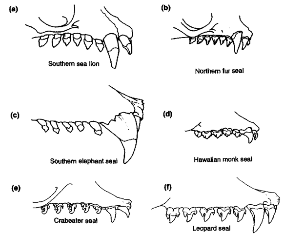 Comparison of representative otariid (a and b) and phocid (c, d, e, and f) upper dentitions (King, 1964; Berta and Sumich, 1999): (a) Otaria flavescens, (b) Cal-lorhinus ursinus, (c) Mirounga leonina, (d) Monachus schauinslandi, (e) Lobodon car-cinophaga, and (f) Hydrurga leptonyx. 