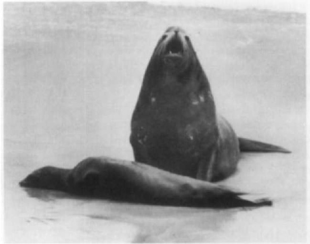 Defense of space and of females is connected intimately in male marine matninals: adult male California sea lion defending carcass of female.