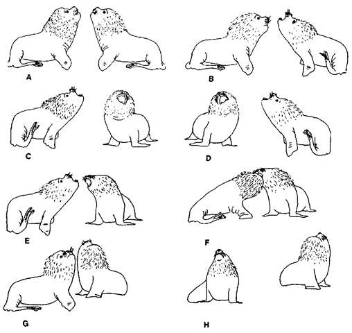Complex sequences of motor patterns typify short-range communication between territorial male marine mammals: behavioral sequence (A-H) in representative "boundary display" between male South American sea lions. 
