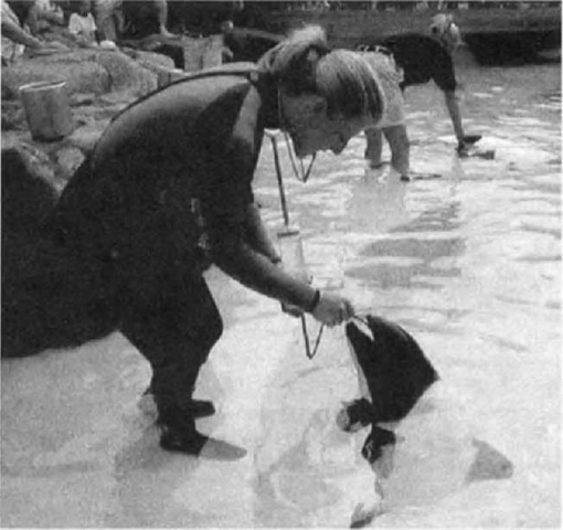  Advanced application of operant conditioning is used for medical treatment. A Commerson's dolphin (Cephalorhynchus commersonii) is allotving a stomach tube to be inserted for fluid therapy. 