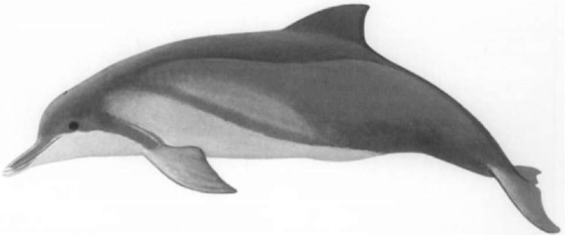 Relative little has been published concerning the Amazon dolphin called the tucuxi, which tends to occupy estuary and other shallow coastal habitats. 