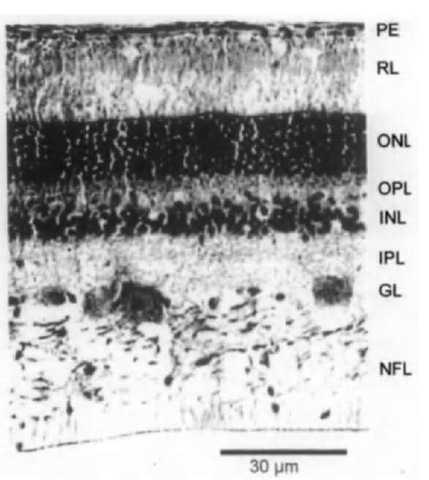 Microphotographs of a transverse section of the retina of a Dall's porpoise. PE, pigment epithelium; RL, receptor layer; ONL, outer nuclear layer; OPL, outer plexiform layer; 1NL, inner nuclear layer; IPL, inner plexiform layer; GL, ganglion layer; NFL, nerve fiber layer.