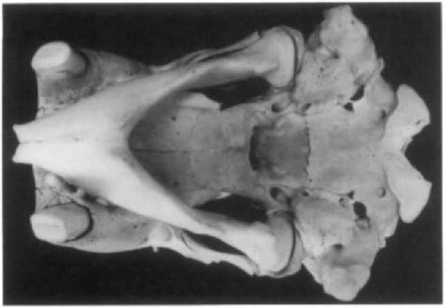A ventral view of a Pacific walrus skull showing the large mastoid processes on the sides and well-developed occipital condyle (the hinge to the neck vertebra), the arched roof of the mouth, and the heavy lower jaw. 