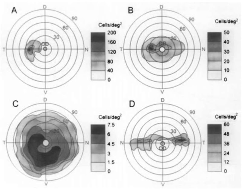 Topographic distribution of ganglion cell density in the retina of some pinnipeds, sirenians, and sea otters: (A) the northern fur seal, (B) the walrus, (C) the Caribbean manatee, and (D) the sea otter. Cell density is expressed as number of cells per squared degree of the visual field and is shown by various shadowing, according to the scales. Concentric circles show angular coordinates on a retinal hemisphere centered on the lens. D, V, N, T, dorsal, ventral, nasal, and temporal poles of the retina, respectively. 
