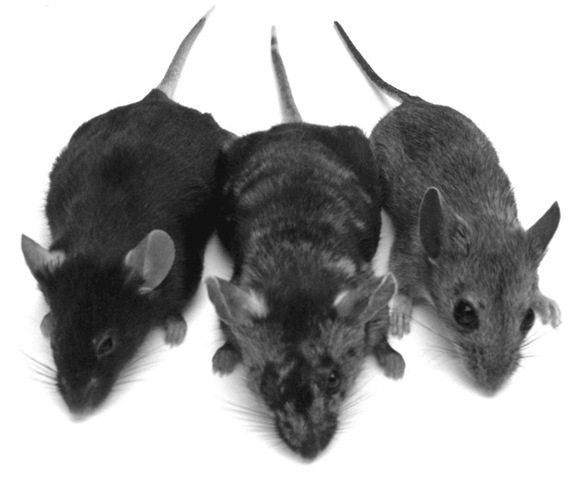 From left: Mus musculus (house mouse); chimera, a genetic fusion of a house and wood mouse; and Apodemus sylvaticus (wood mouse). Both small and large animals are used for testing new regenerative medicine therapeutics. 