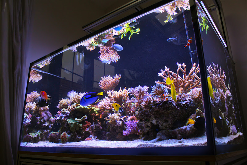 Lampe d'aquarium Dakta®, Lampe d'aquarium, Éclairage d'aquarium, filtre  UV, Car
